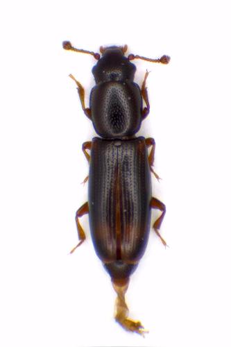 Rhizophagus bipustulatus